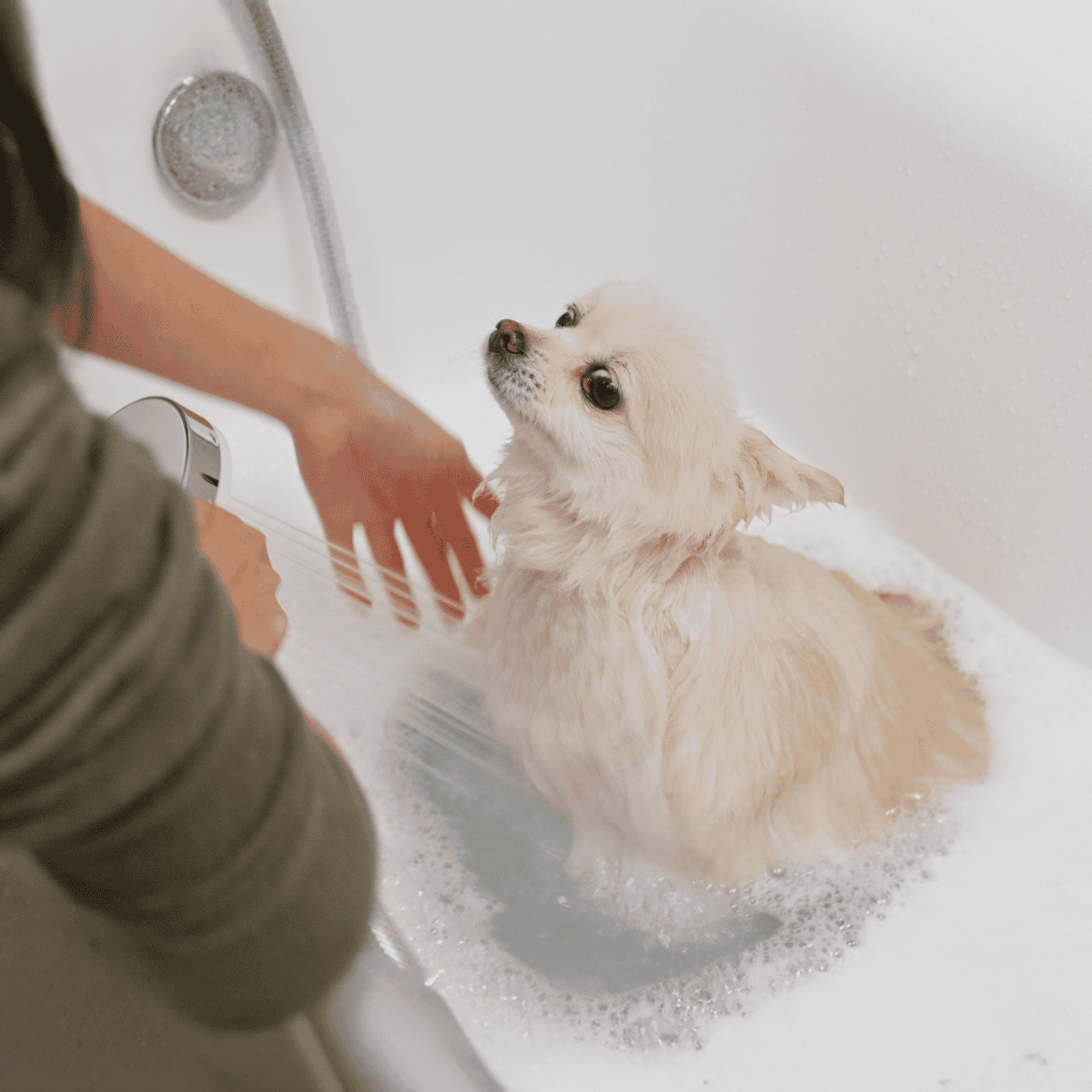 Dog bathing service at professional pet grooming facility.