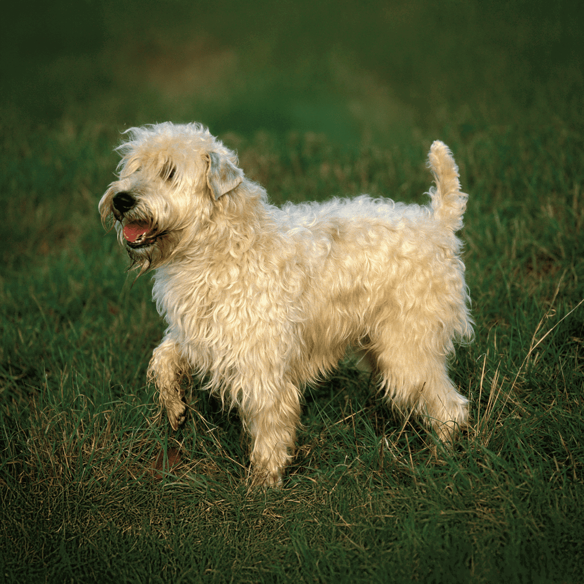 ADHD, accessible, cute, adorable, friendly, dog, pet, Labrador, doodle, fluffy, playful.