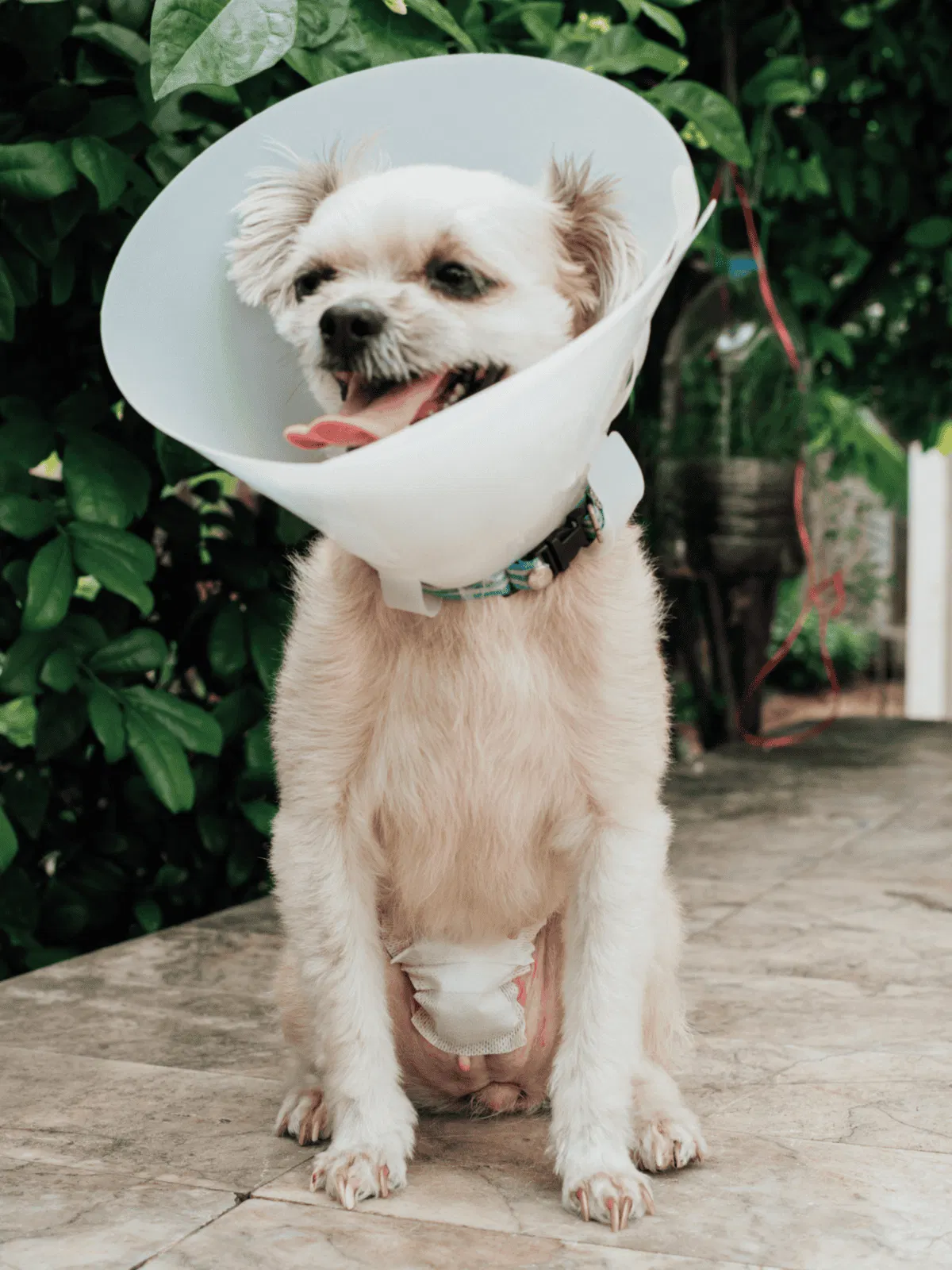 Cute small dog wearing medical cone and diaper, outdoors with green foliage, recovering pet, dog health and wellness.