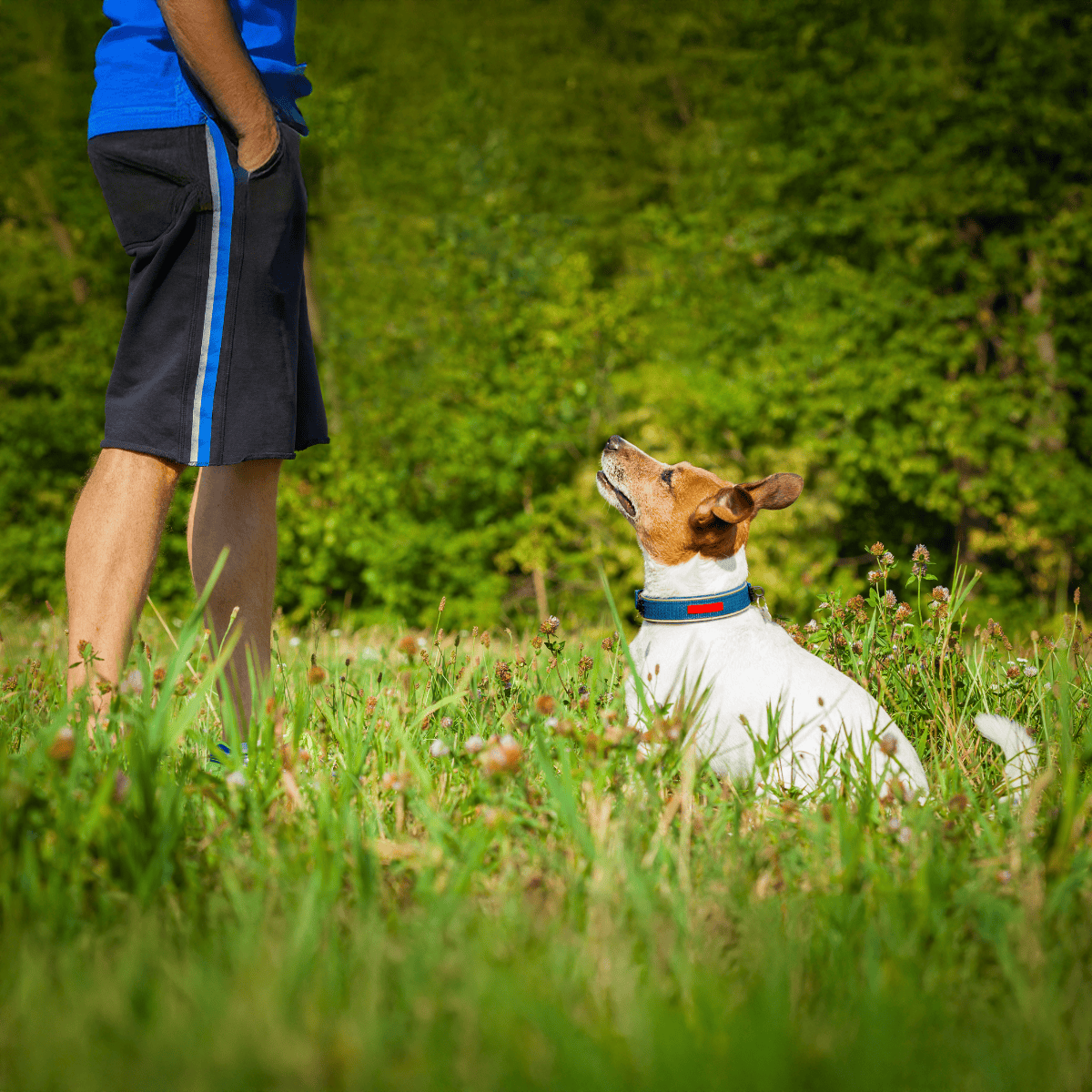 Dog sitting attentively during outdoor training session with owner.