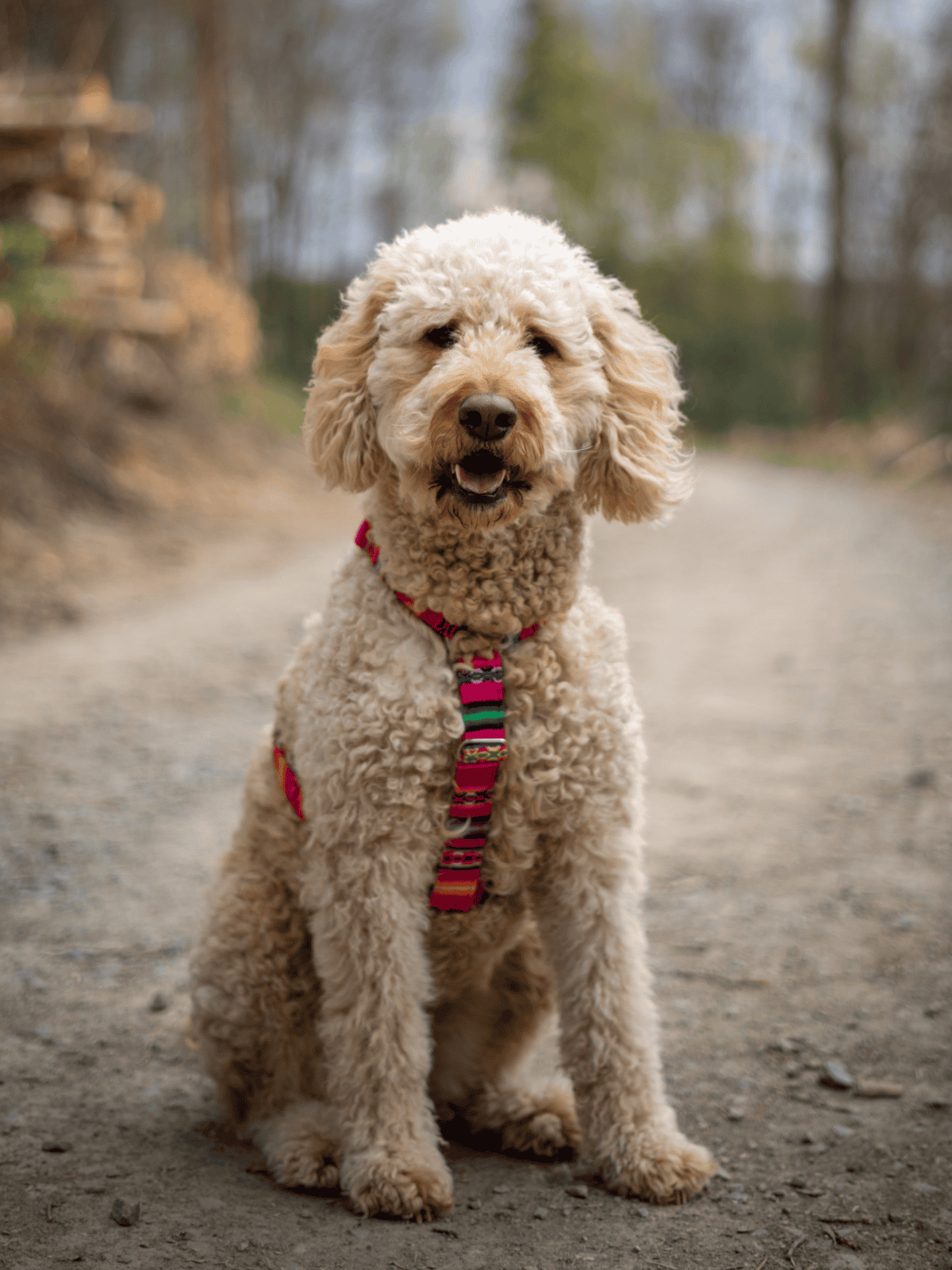 Adorable curly-coated dog wearing a colorful harness during a walk in nature.
