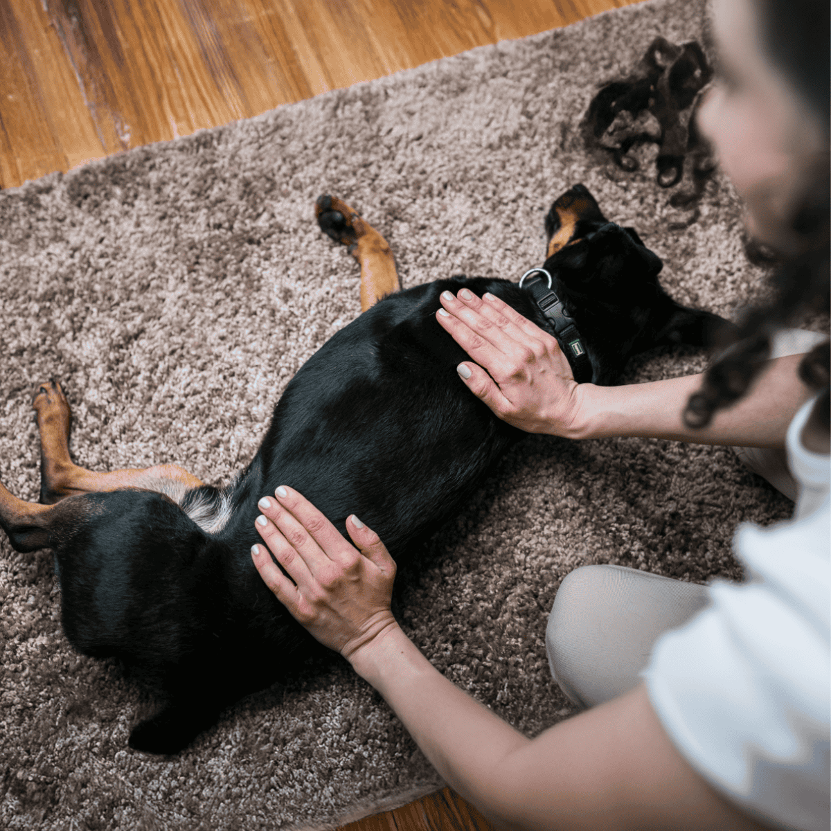 Gentle dog massage for stress relief, promoting relaxation and comfort in pets.
