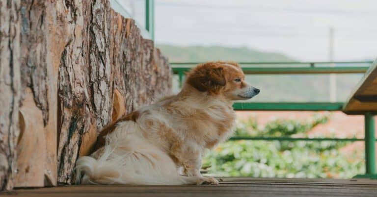 Comfortable dog relaxing on a wooden porch with scenic greenery background.