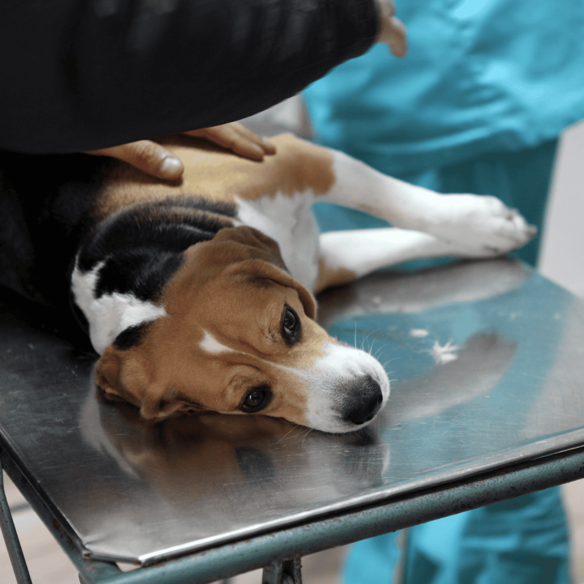 Compassionate veterinary care for dogs, pet health services, professional pet grooming and checkups.