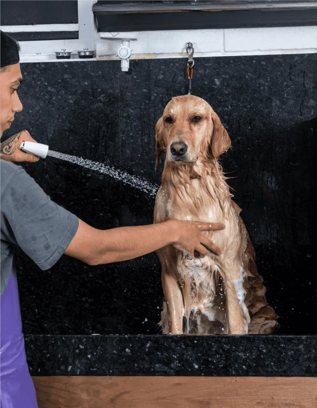 Dog being bathed with water and shampoo in grooming station.