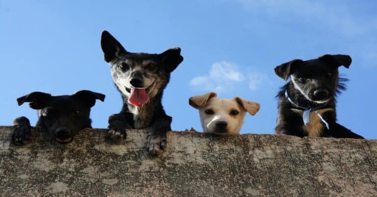 Adorable dogs peering over a fence, highlighting professional dog health and grooming services at Dogfix.com.