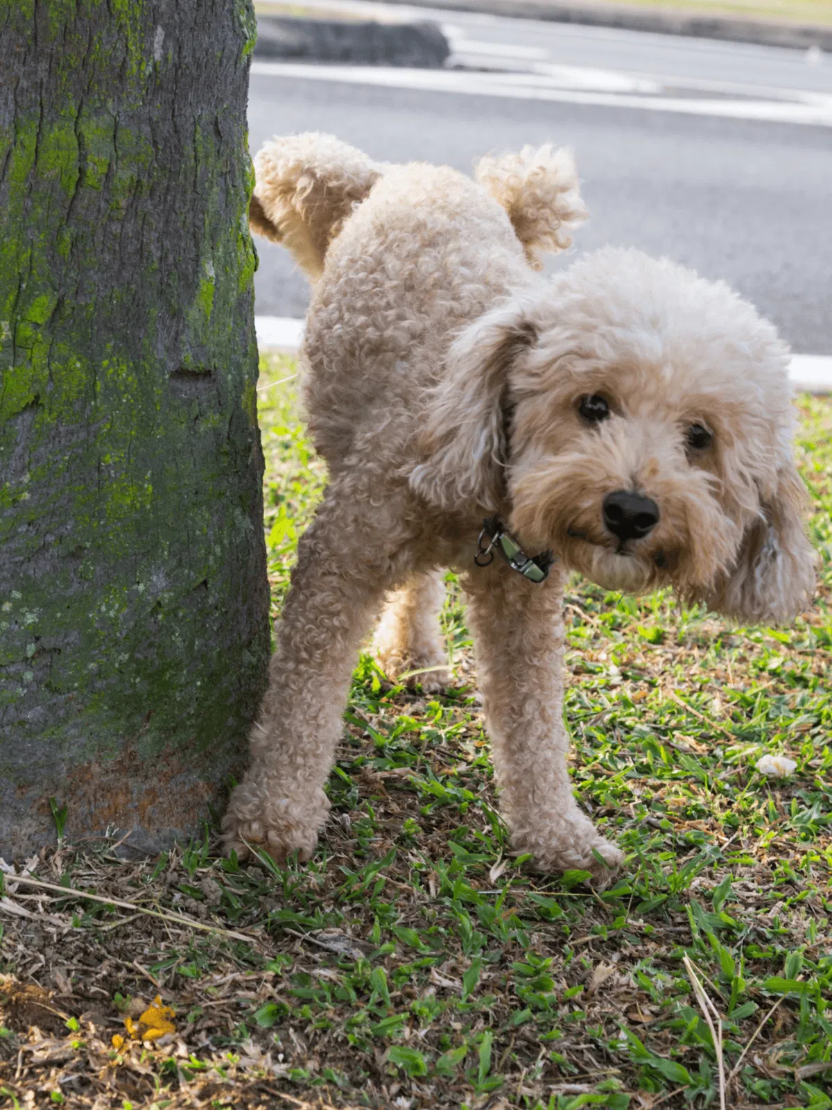 Dogfix.com - trusted dog grooming and care services for healthy, happy pets.