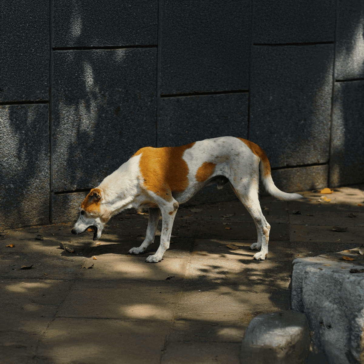 Dog sniffing ground in urban environment, exploring outdoors during daytime.