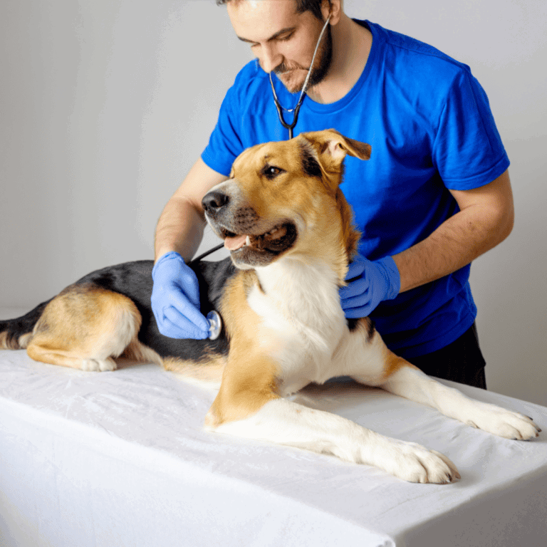 Vet care for dogs, professional veterinary clinic for pet health and wellness.