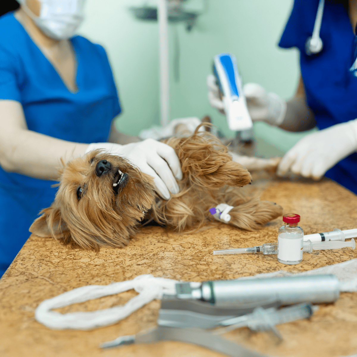 Healthy dog receiving emergency veterinary treatment in clinic.