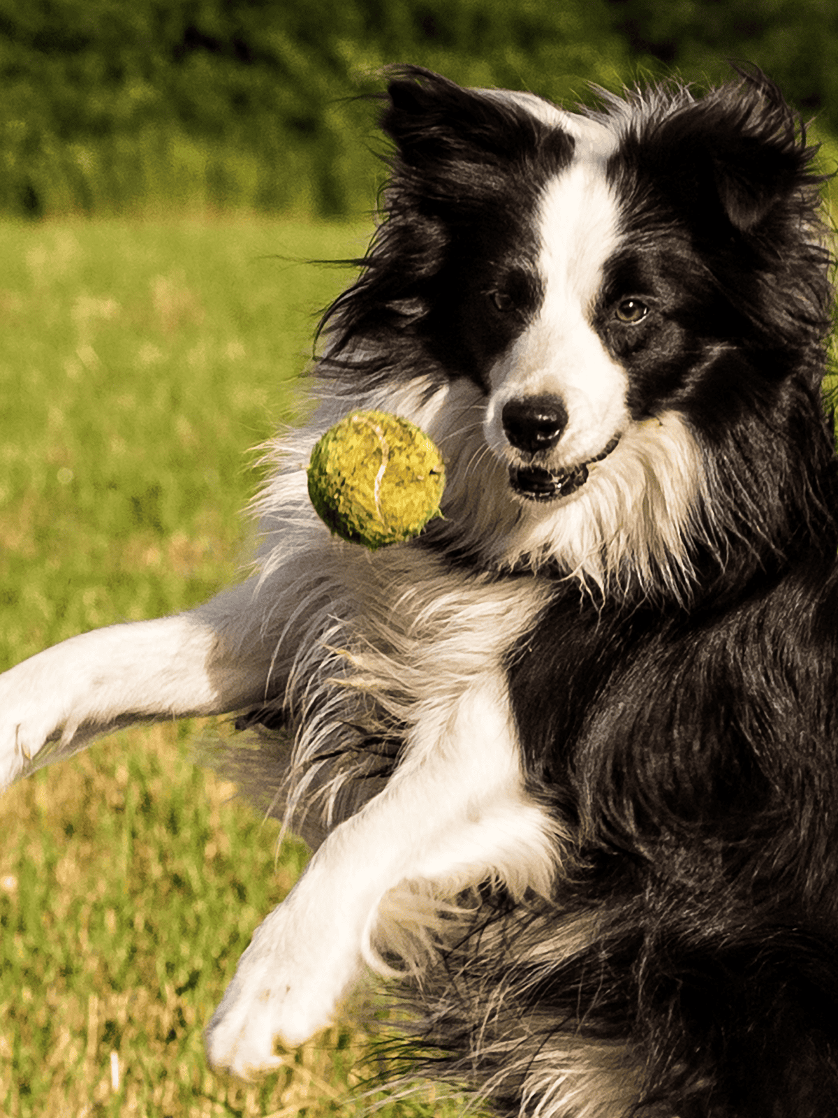 Happy Border Collie catching a tennis ball outdoors, showcasing active dog play and outdoor fun.