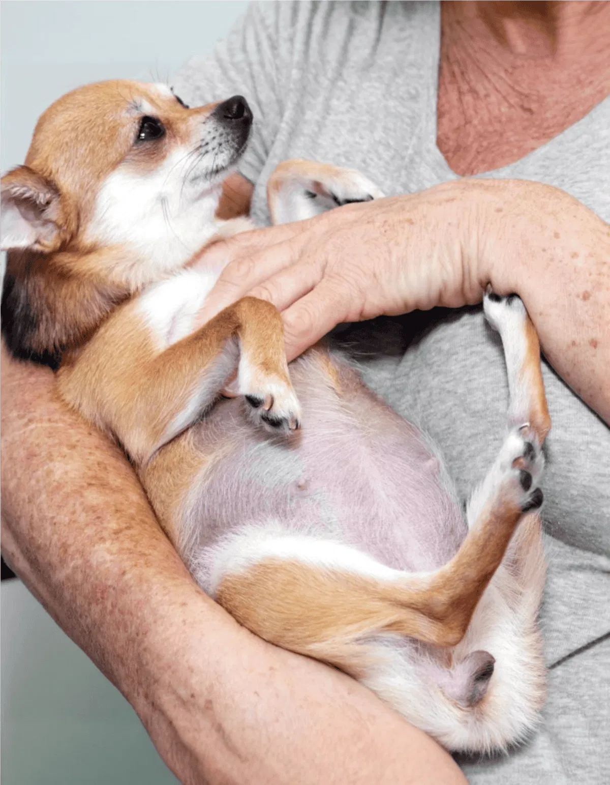 Small dog, puppy, pet, animal care, adorable dog, dog cuddling, pet health.