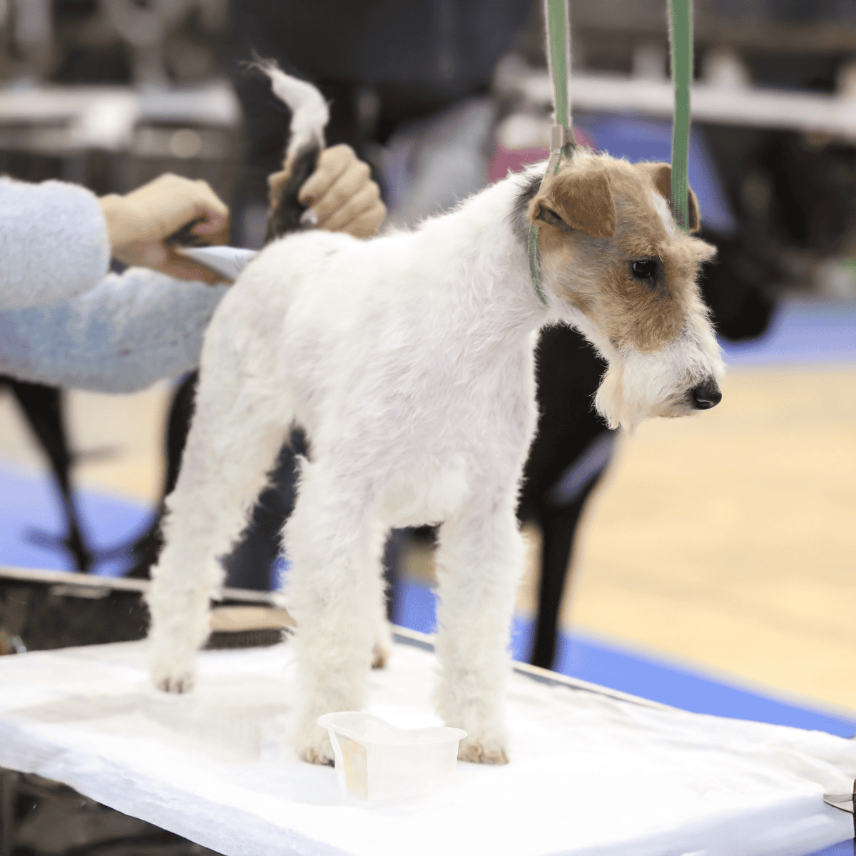 Dog getting groomed at a pet grooming event.