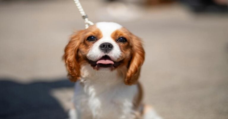 Adorable small dog with floppy ears and bright eyes, enjoying outdoor walk on a sunny day.