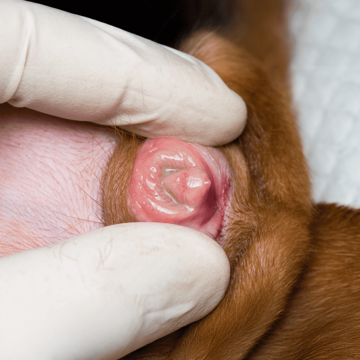 Close-up of a veterinarian examining a dog's ear for infection.