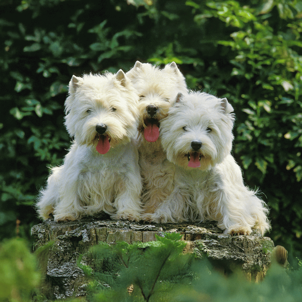 Cute West Highland White Terrier puppies in a lush green outdoor setting.