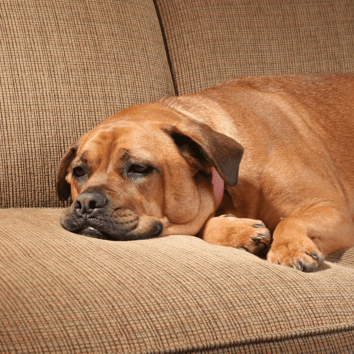 Comfortable dog bed, calm and sleepy, resting on a brown couch.