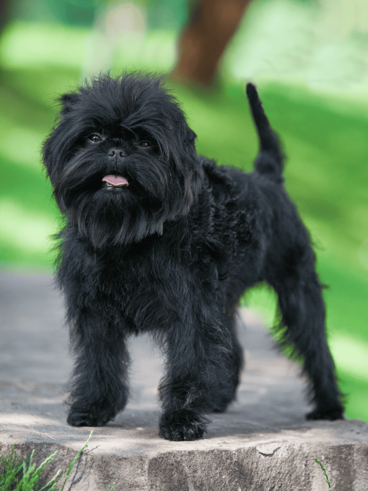 Adorable black puppy standing outdoors on a stone surface, adorable and playful with lush green background.