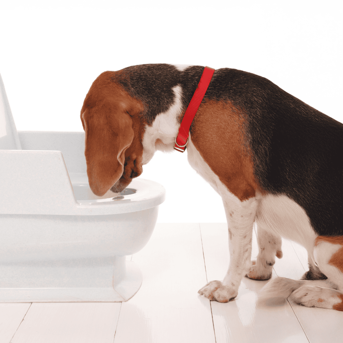 Adorable Beagle dog eating from a modern white dog toilet, highlighting pet health and hygiene.