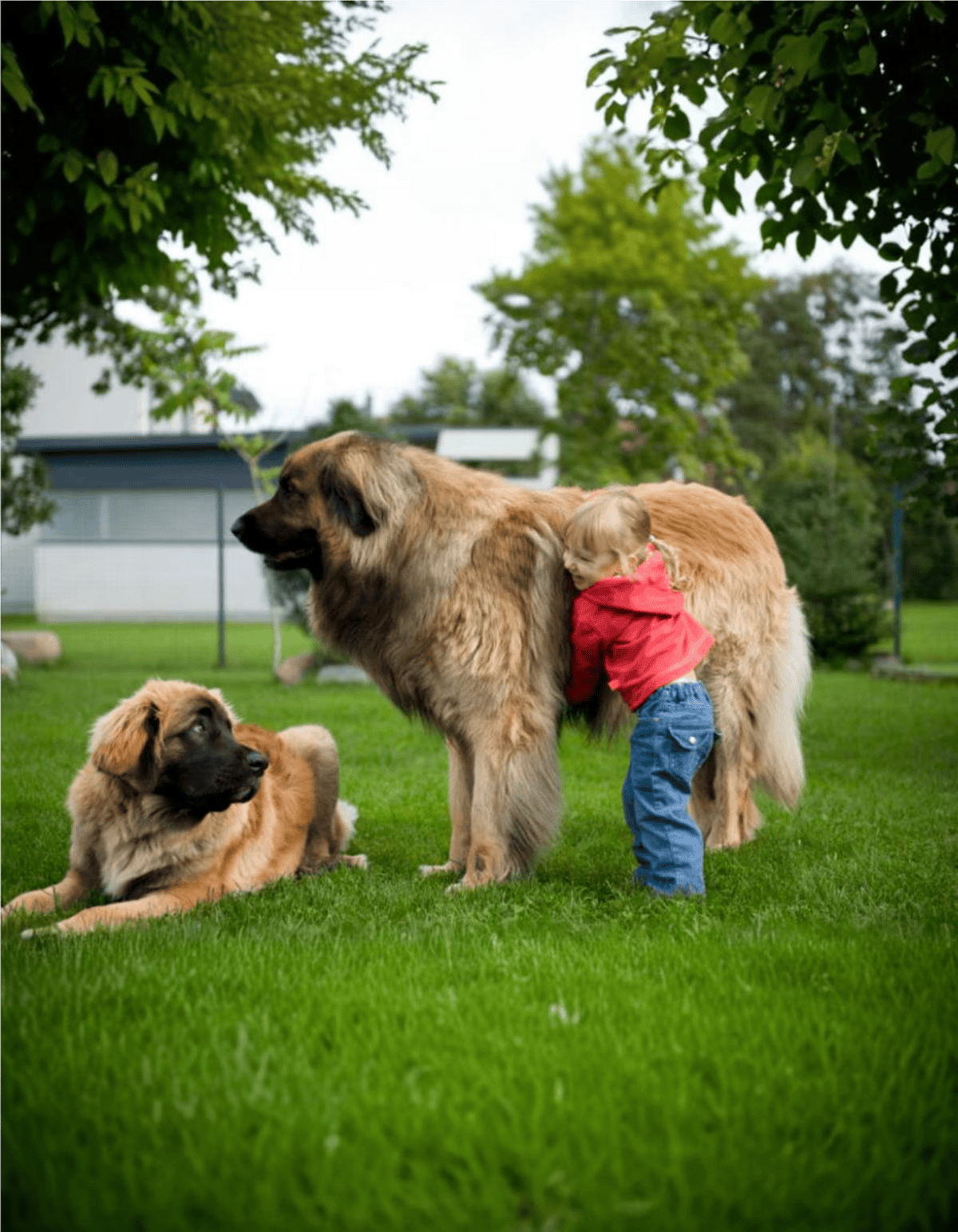 Young child hugging large Tibetan Mastiff dog, dog lying on grass.