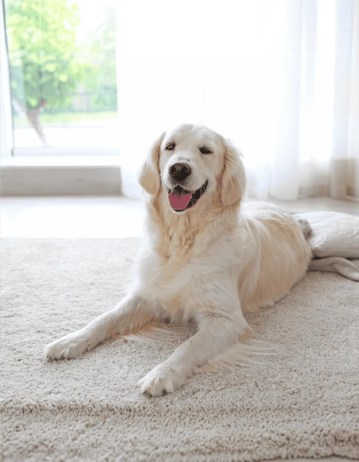 Happy Golden Retriever relaxing indoors near natural sunlight and white curtains.