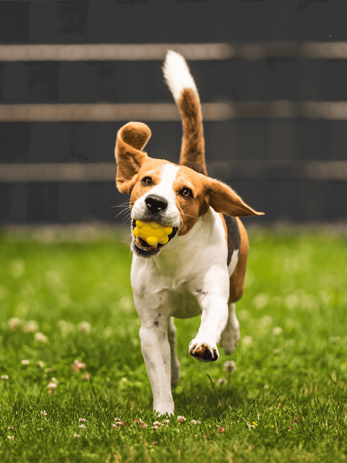 Adorable dog playing fetch with ball outdoors, perfect for dog lovers and pet care enthusiasts.