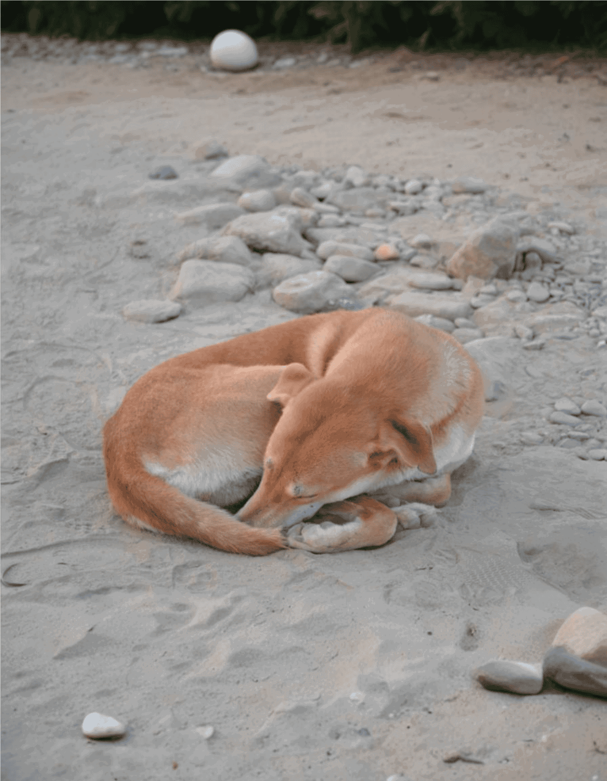 A adorable dog peacefully sleeping on sandy beach surrounded by rocks and pebbles, perfect for pet relaxation and beach day.