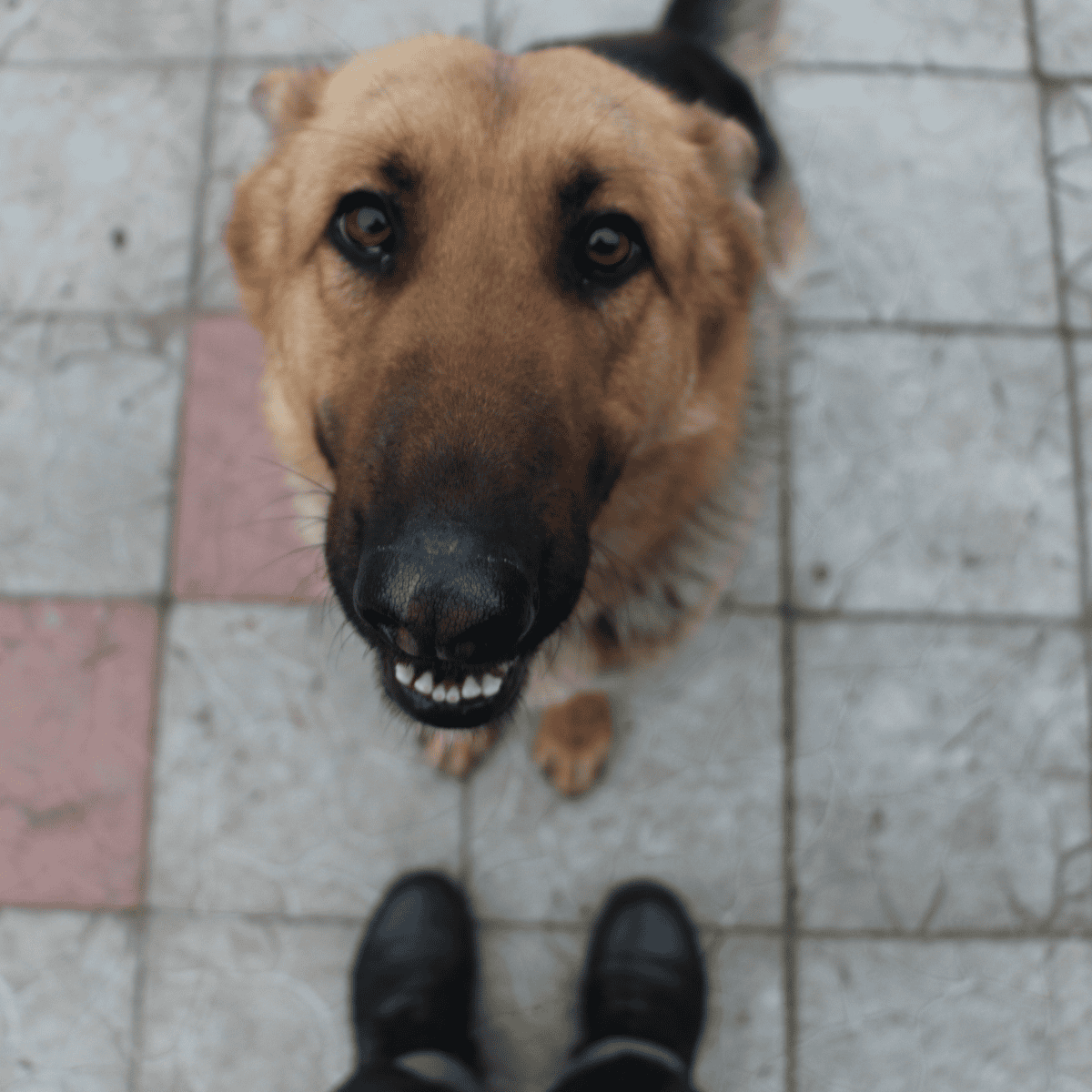 Dog looking up with a friendly expression on a tiled floor.
