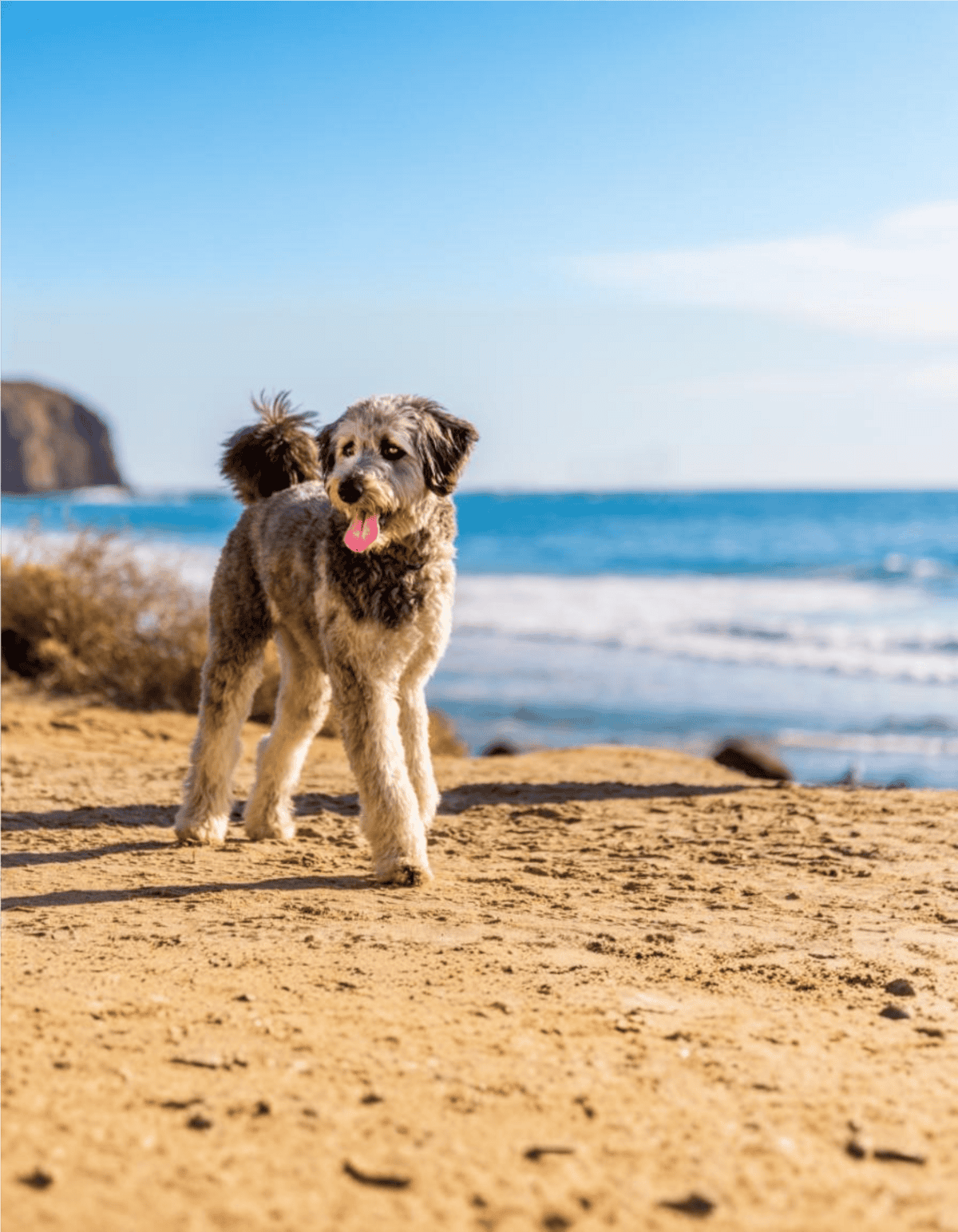 Adorable dog walking on beach with ocean in background, enjoying pet care services at Dogfix.com.