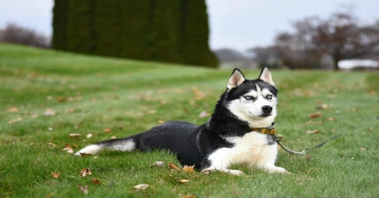 Adorable Siberian Husky with blue eyes resting on lush green grass.