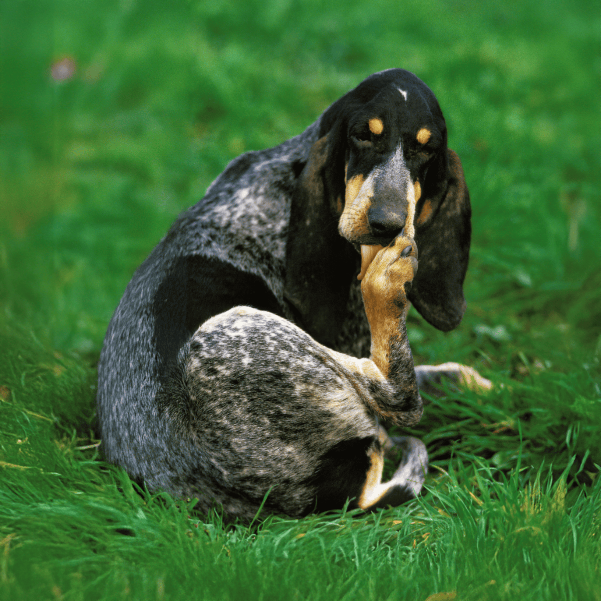 Dog groomer specializing in professional grooming and pet hygiene for all dog breeds.