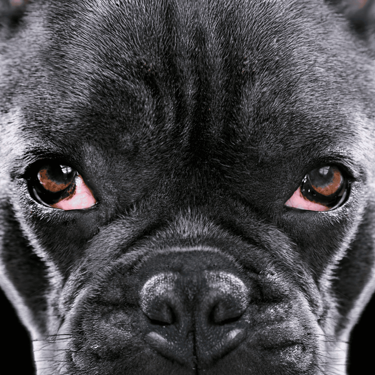 Close-up of a black dog's face, highlighting its fur and expressive eyes, perfect for pet grooming and dog health topics.