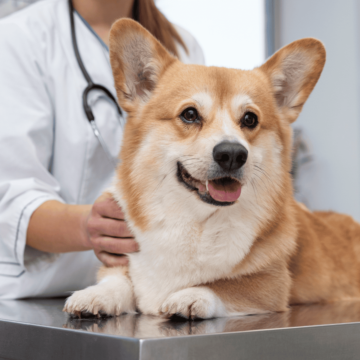 Close-up of a happy healthy dog being examined by a vet, showcasing pet health and wellness.