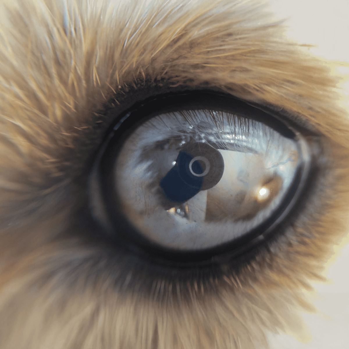 Close-up of a dog's eye showing sharp details, eyelashes, and fur around the eye.