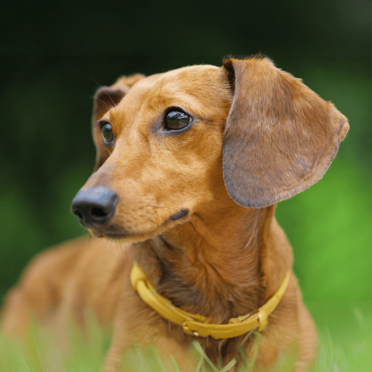 Adorable Dachshund with expressive eyes, wearing a yellow collar, showcasing loyalty and charm.