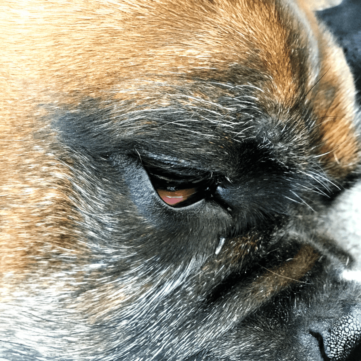 Close-up of a sleeping puppy's face showing peaceful expression.