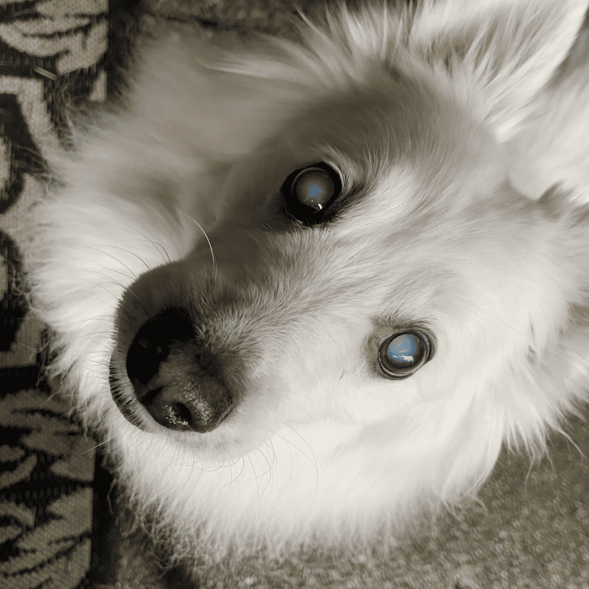 Close-up of adorable white dog's face with bright eyes and black nose.