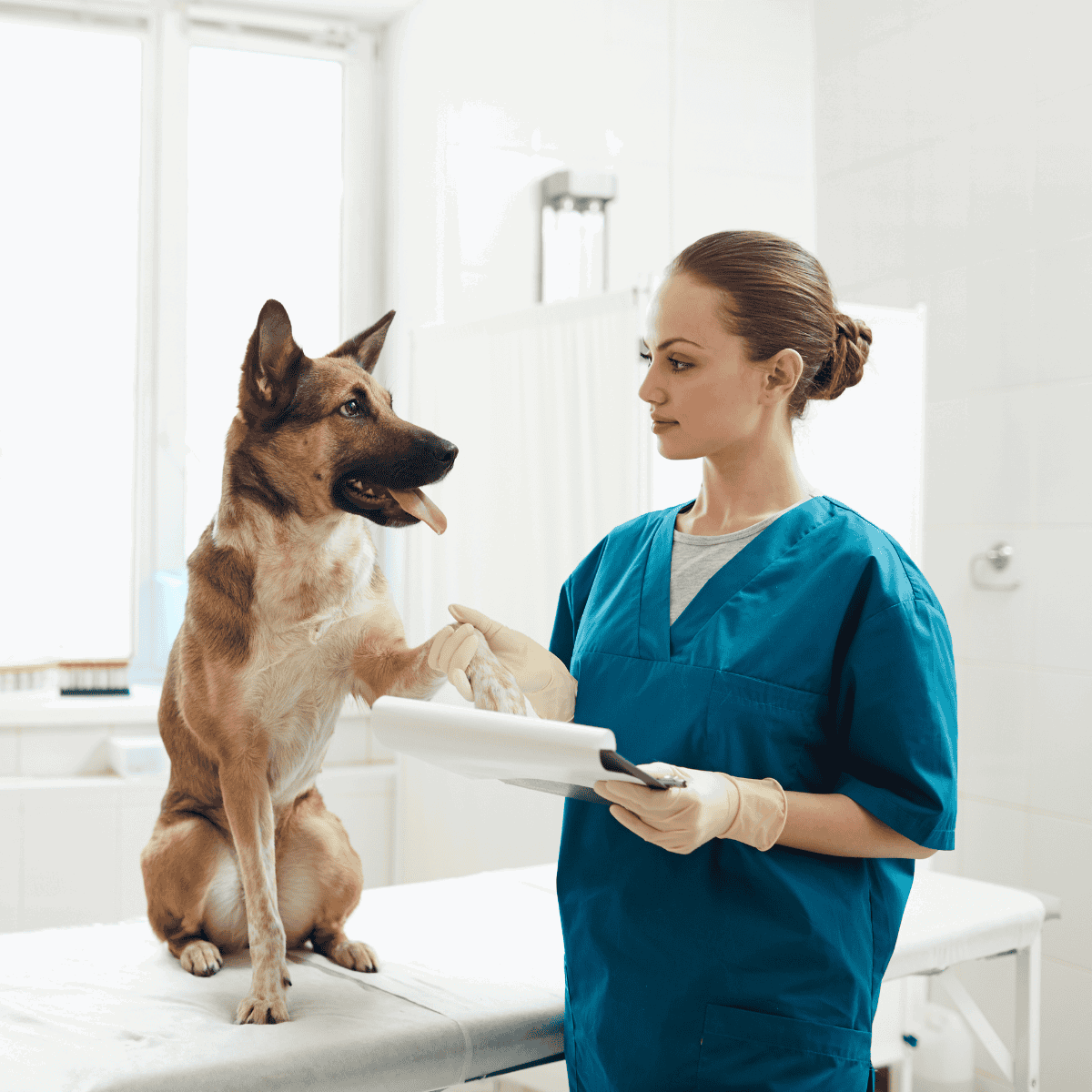 A veterinarian and dog during a veterinary check-up at the clinic.