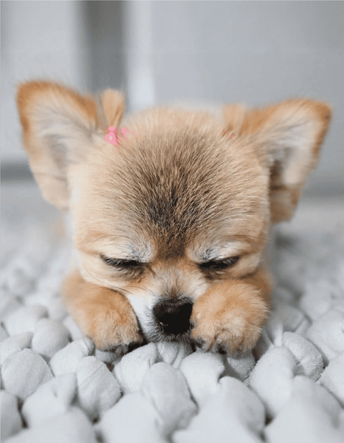 Adorable puppy with closed eyes and tiny paws, perfect for pet care and dog training content.