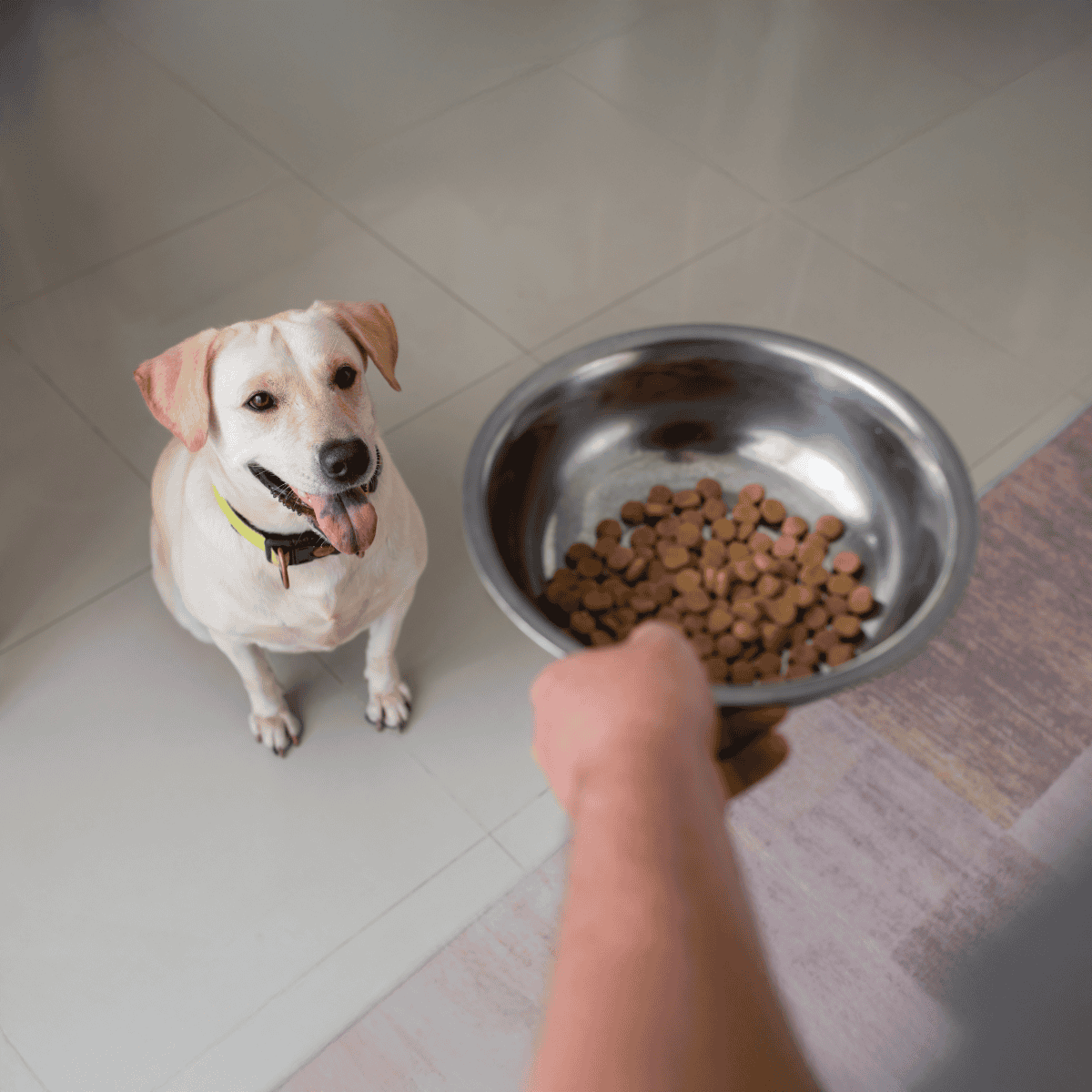 Dog eating dry kibble from metal bowl with friendly expression.