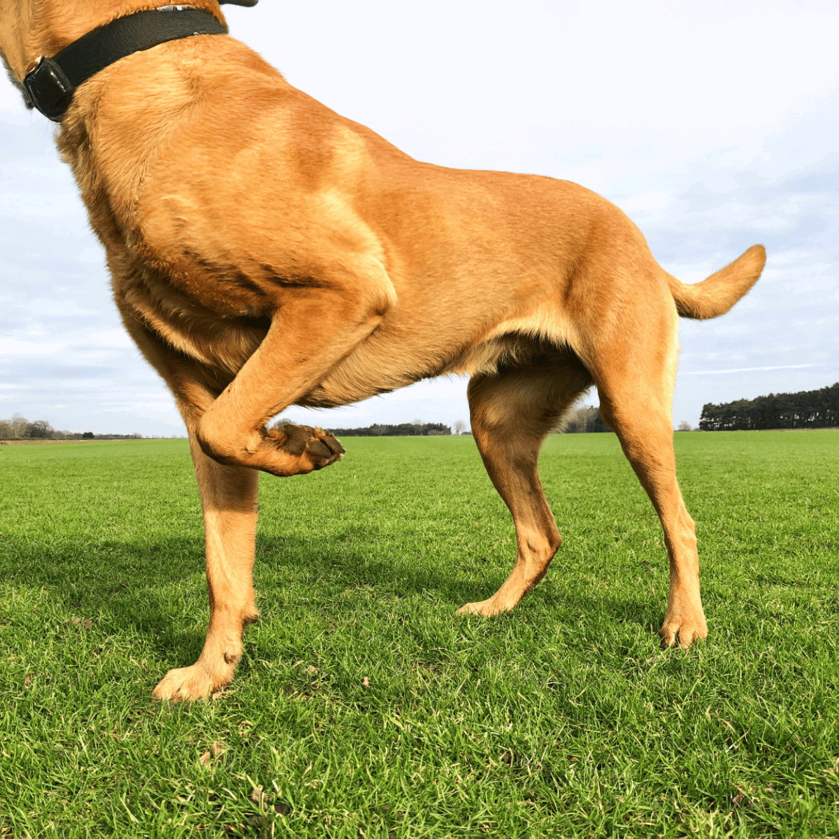 Dog standing on lush green grass in wide open field with cloudy sky.