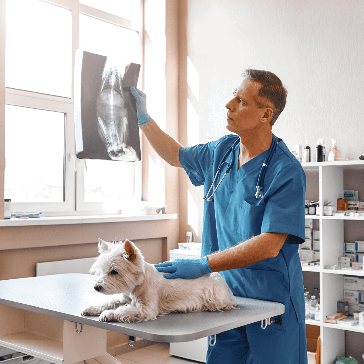 Efficient veterinary X-ray imaging for pet health diagnostics and injury treatment at Dogfix.com.