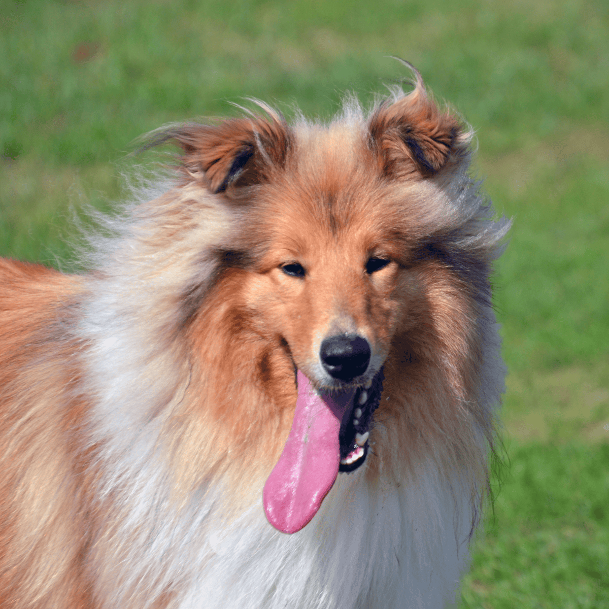 Sheltie dog with a happy expression on green grass.