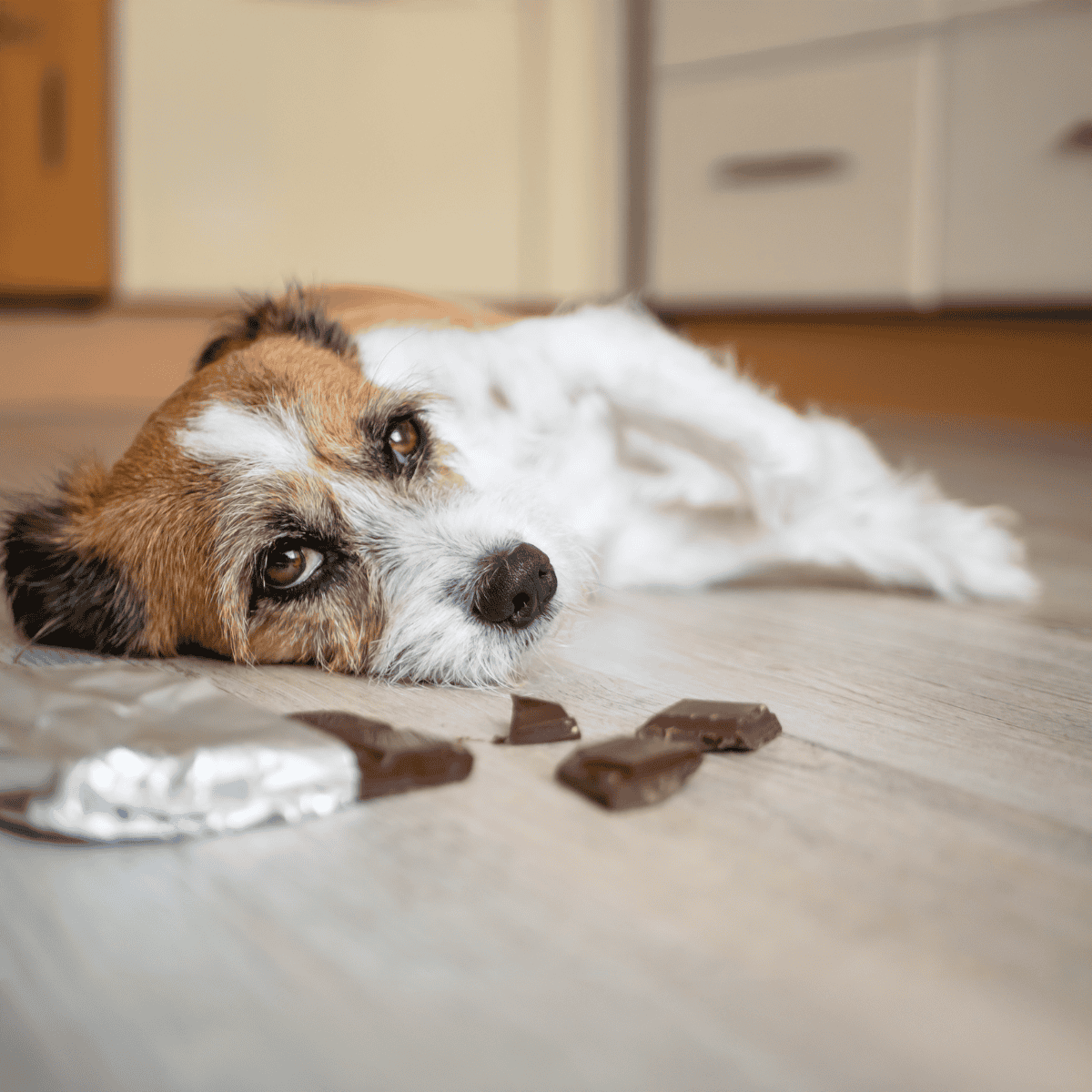 Adorable dog lying on the floor near fallen chocolate pieces, looking sad and helpless.