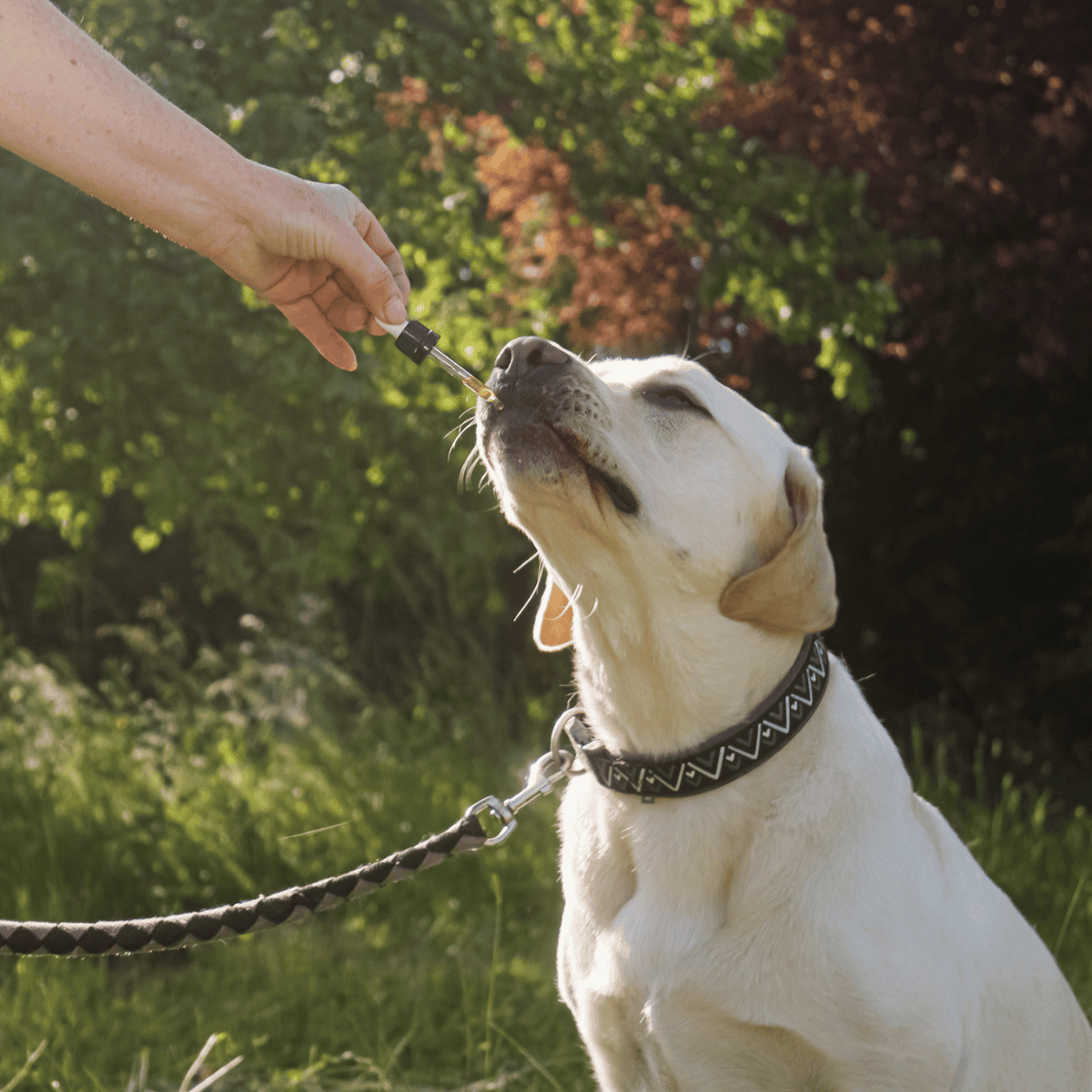 Dog getting liquid medicine from owner outdoors in a park.