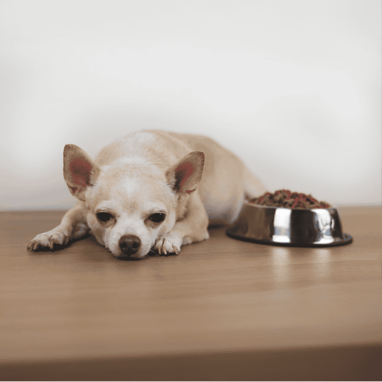 Small dog resting beside food bowl, looking tired.