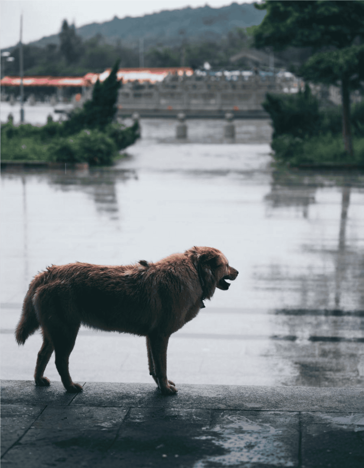 A brown dog stands on a wet surface by a river, gazing at the water under overcast skies.