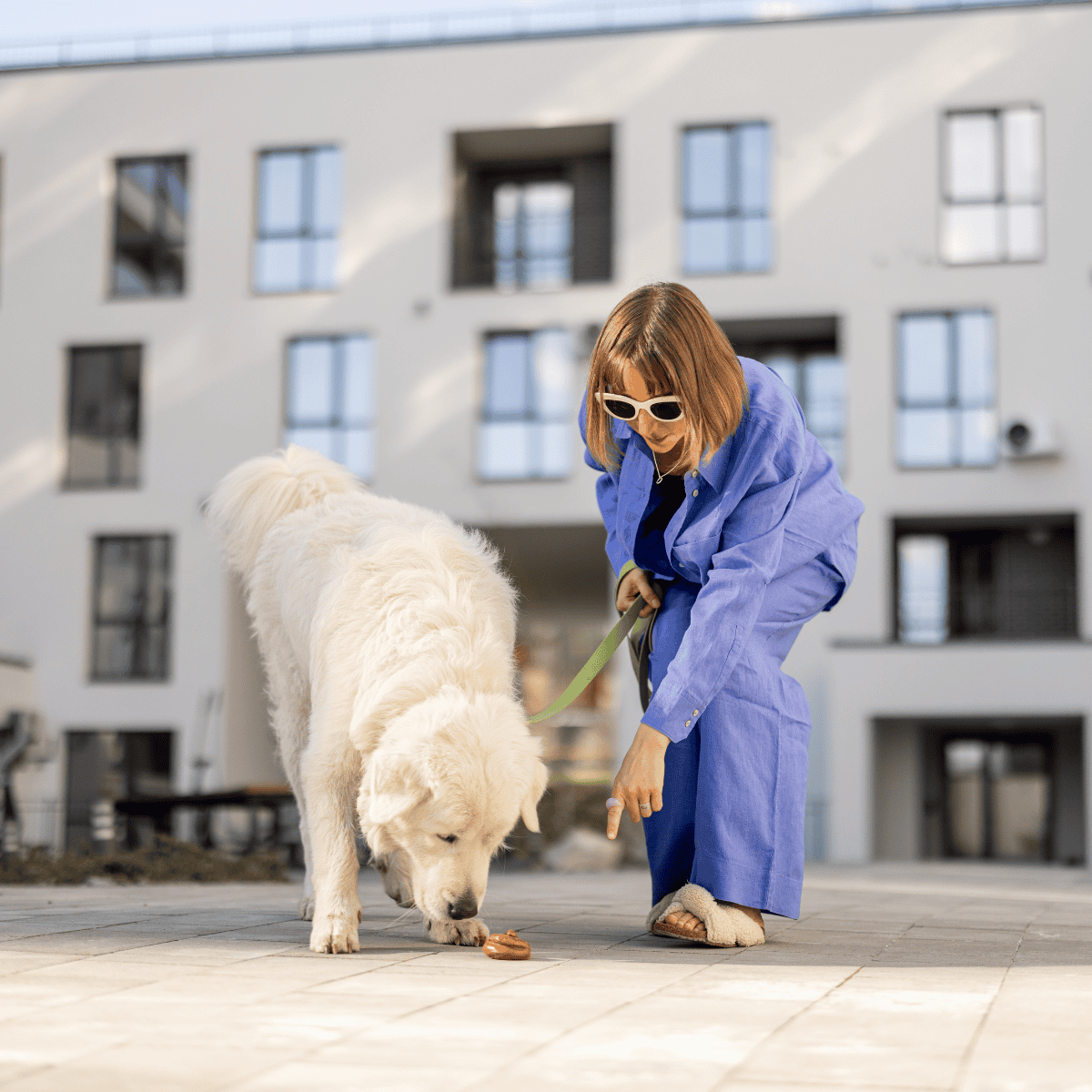 Happy dog enjoying treat with owner in urban environment.