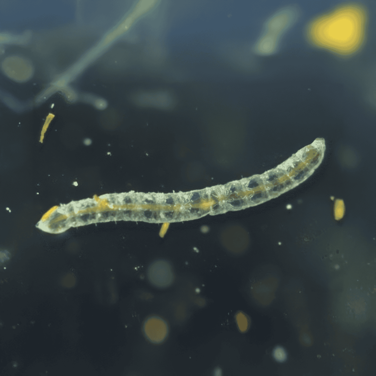 Close-up of a small transparent aquatic larva in water, revealing details of its segmented body and tiny appendages.