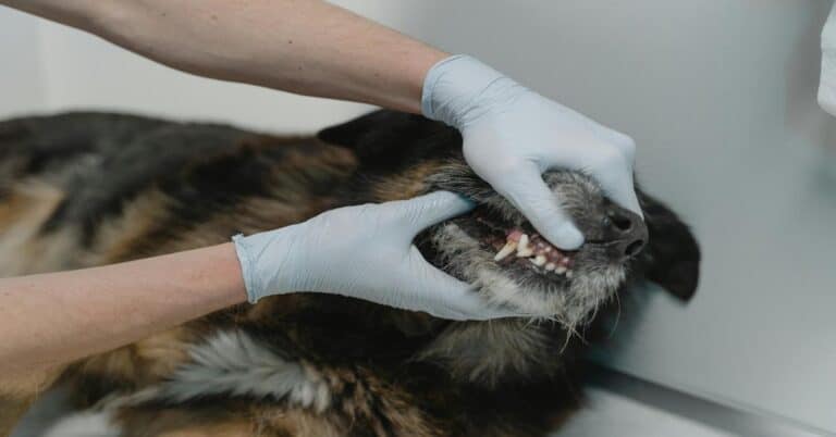 Close-up of a veterinarian inspecting a dog's teeth for dental health checkup.